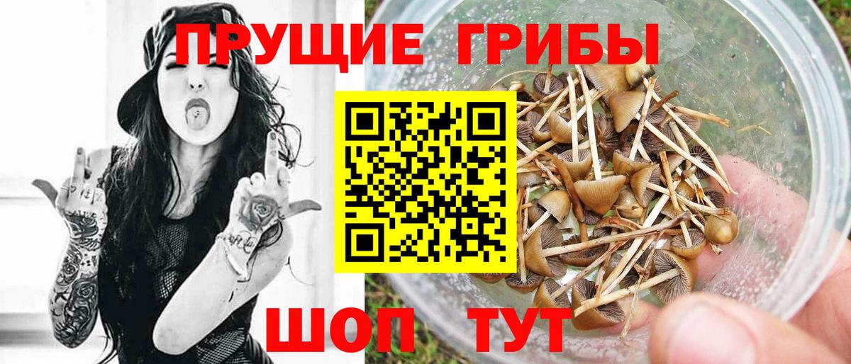 Псилоцибиновые грибы GOLDEN TEACHER  Северобайкальск 